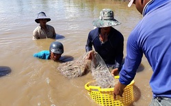 Dân Đồng Tháp Mười lại "xé rào" nuôi tôm thẻ chân trắng trong vùng nước ngọt