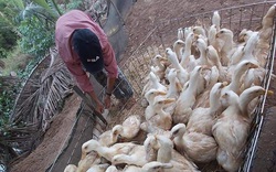Giá gia cầm hôm nay 10/7: Giá vịt thịt mất mốc 40.000 đồng/kg, trứng gà thảo mộc đắt hàng