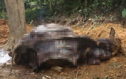 Vụ 14 con trâu chết tại Ba Vì: Chia sẻ đau lòng của nạn nhân