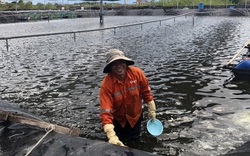 Nuôi tôm công nghệ cao trong ruộng muối, nông dân ở thành phố này là tỷ phú