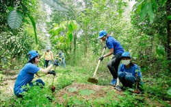 Ngành gỗ tái cấu trúc, phát triển bền vững sau Covid-19