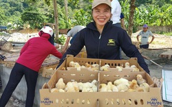 Mavin hỗ trợ 15.000 con gà giống, thức ăn chăn nuôi cho người nghèo Thanh Hóa