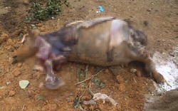 Công an điều tra vụ cả đàn trâu đang khoẻ mạnh bỗng chết hàng loạt ở Hà Nội