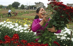 Nam Định: Nông dân giúp nhau làm giàu từ những vườn hoa, cây cảnh