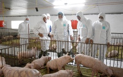 Trung Quốc nhập 1,72 triệu tấn thịt lợn, giá lợn hơi Việt Nam chưa thể giảm sâu