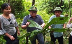 Chủ tịch Hội Nông dân Việt Nam "đội mưa" vượt núi thăm "rừng vàng" ở Yên Bái