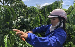 Gia Lai: Tiếp sức kịp thời cho nhà nông làm cà phê sạch, chăn nuôi an toàn
