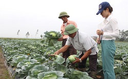 Cán bộ Hội nông dân tiên phong sản xuất nông nghiệp sạch