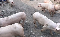 Săn lùng lợn nái, lợn hậu bị, giá 11,5-13 triệu đồng/con, muốn mua phải cọc tiền