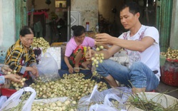 Cần Thơ: Đặc sản dâu Hạ Châu khó tiêu thụ, chưa có cách bảo quản hiệu quả