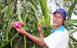 Thanh long trồng ở vùng nước ngập mặn cho ra vị kỳ lạ: giòn, ngọt mà lại thoang thoảng hương nhãn