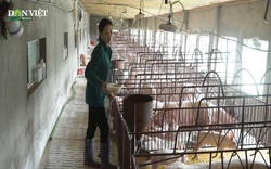 Lo ngại bệnh dịch tái diễn: Dân rụt rè trong việc tái đàn lợn