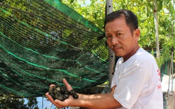 Nam Định: Nuôi loài ốc siêu đẻ bò quanh quẩn trong ao bèo, U60 thu tiền tỷ