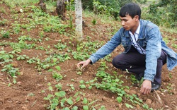 Một vùng đất thuốc ở Kon Tum, dân sẽ đổi đời nhờ trồng loài sâm này, cứ 1ha cho thu 400 triệu