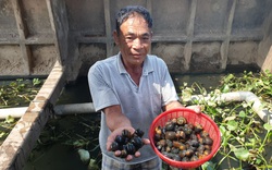 Cách làm giàu "độc" nhất tỉnh Thái Bình: "Chàng Robinson" nuôi ốc nhồi ở giữa sông Hồng
