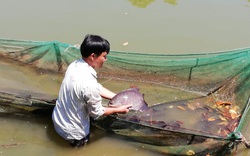 Đắk Lắk: Loài cá rô cờ quý hiếm cỡ nào mà ở đây thuần hoá và nuôi nhân giống?