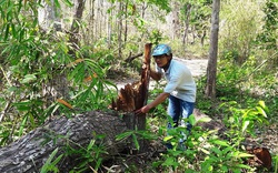 Hơn 2.000ha rừng không có thực, Ban quản lý rừng vẫn nhận tiền tỷ ngân sách bảo vệ