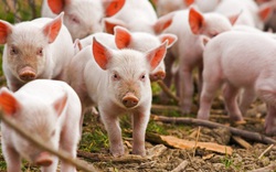 Giá thịt lợn Thái Lan tăng vọt, Việt Nam có tiếp tục nhập khẩu