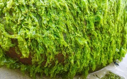Về Cổ Thạch “săn" rêu xanh phủ kín, ngắm đá 7 màu đủ sắc màu, hình thù