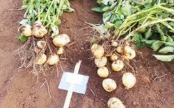 Campuchia chi 3,5 triệu USD phát triển giống khoai tây