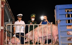 Thủ tướng đánh giá cao nỗ lực giảm giá thịt lợn của Bộ NNPTNT, đàn lợn sẽ tăng mạnh từ quý IV/2020