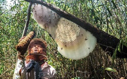 Cà Mau: Về U Minh Hạ thưởng thức sản vật đồng quê