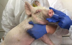 Bác sĩ cấp cứu Mỹ cảnh báo chủng cúm lợn mới ở TQ "rất nguy hiểm"