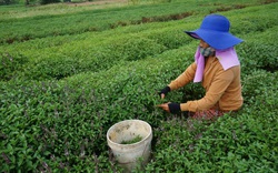 Đà Nẵng: Nắng nóng đỉnh điểm, nông dân gồng mình cứu rau 