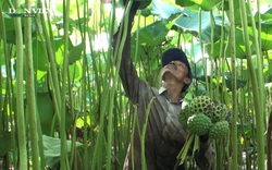 Hà Nam: “Biến” đồng hoang thành đầm sen khổng lồ, nông dân thu cả trăm triệu mỗi vụ