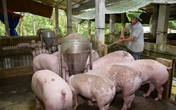 Giá lợn hơi giảm không đáng kể, dân phải ăn thịt lợn đắt, đoàn kiểm tra liên ngành vào cuộc 