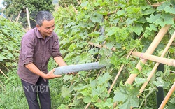 Điện Biên: Ông Chủ tịch Hội Nông dân mát tay chăn nuôi, trồng trọt thu 150-200 triệu/năm