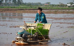 Cấy lúa bằng máy, nhà nông hết cảnh còng lưng, ruộng thẳng tắp làm gì cũng dễ