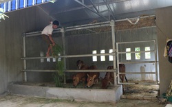 Cận cảnh “biệt thự” cho bò giá hơn 230 triệu đồng ở Nghệ An