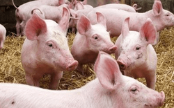 Giá heo hơi hôm nay 25/7: Luật chăn nuôi có thể khiến giá lợn hơi cao?