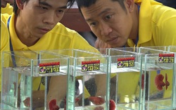Khánh Hòa: Một người chơi cá ở Đà Nẵng đạt giải Nhất hội thi cá Betta toàn quốc năm 2020