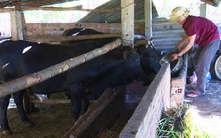 Phú Yên: Nuôi những con bò lạ, vóc dáng to bự, nhiều nông dân khá giả