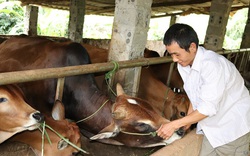 Vay 40 triệu nuôi bò, sau 3 năm "đẻ" ra 70 triệu, nhà nông Sơn La thoát nghèo