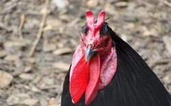 Gà không có một cọng lông, gà lùn, gà không đuôi và những giống gà kỳ lạ nhất trên thế giới