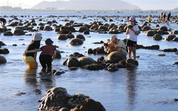 Ninh Thuận: Bất ngờ trước tuyệt tác rạn san hô hiện ra ngoài biển đẹp hơn cả trên phim