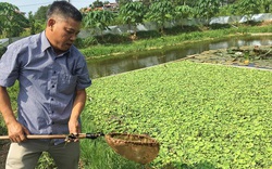 Phú Thọ: Ông Chủ tịch rủ cả làng nuôi loài ốc lang thang ăn bèo mà thu lời lớn