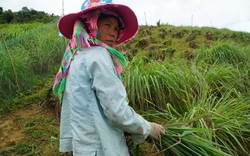 Yên Bái: Nơi núi cao, trồng thứ cây nhập ngoại trên đất hoang, dân rủng rỉnh tiền tiêu