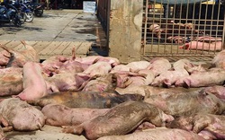 TT-Huế: Phát hiện 89 con lợn chết ngay trước lò mổ 