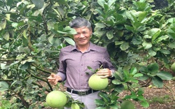 Đồng Nai: Trồng loại trái đặc sản này, vùng đất “nghèo rớt mồng tơi” bỗng thành xóm tỷ phú