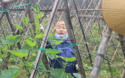Chuyện lạ ở Hà Tĩnh: Lắp “mắt thần” giám sát quy trình sản xuất rau