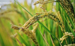 Thái Lan sắp mất vị thế cường quốc xuất khẩu gạo