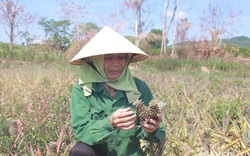 Nghệ An: Dứa gặp hiện tượng lạ, bất ngờ ra quả sớm, nông dân mất nửa tỷ đồng