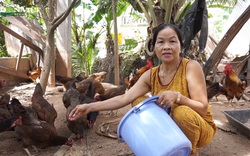Đầu tư mô hình nuôi gà “3 sạch”: Nông dân Đà Nẵng bỏ túi gần 200 triệu mỗi năm