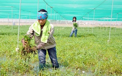 Phong trào nông dân ở Bắc Ninh xuất hiện nhiều cách làm mới