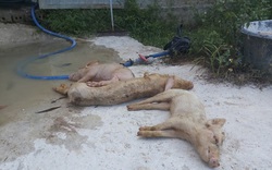 Nghệ An: Lợn giống bị nhiễm tai xanh, mua về chết đồng loạt