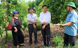Bình Định: "Liều" đưa giống bơ ngon từ Đắk Lắk về trồng ở huyện nghèo, cái kết không thể bất ngờ hơn